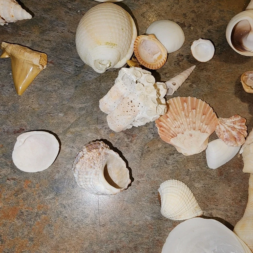 Beautiful Sea Shells Lot- Some Unique & Rare Shark teeth Aquarium Nautical Decor